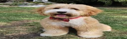 Australian Labradoodle dogs for sale: 8 Gorgeous Australian labradoodle puppies - Advert 4