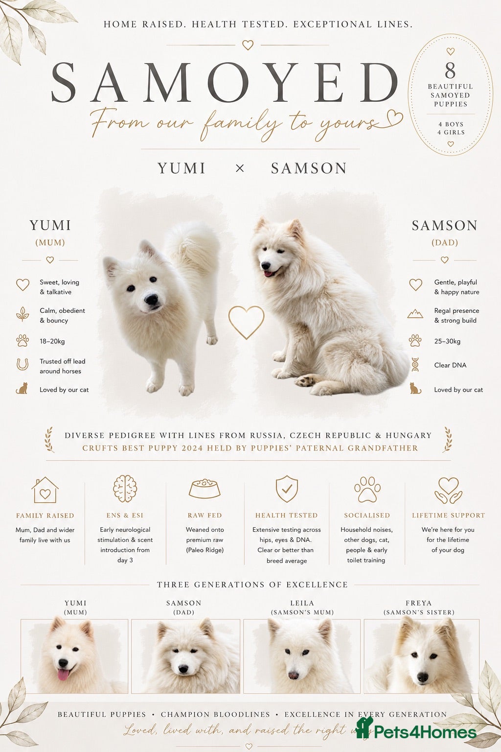 Samoyed dogs Crufts line + health tested Samoyeds - Advert 6