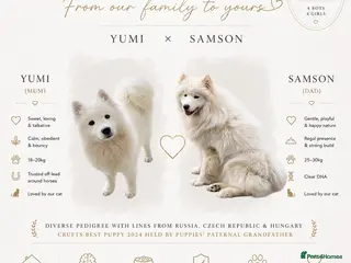 Samoyed dogs Crufts line + health tested Samoyeds - Advert 1