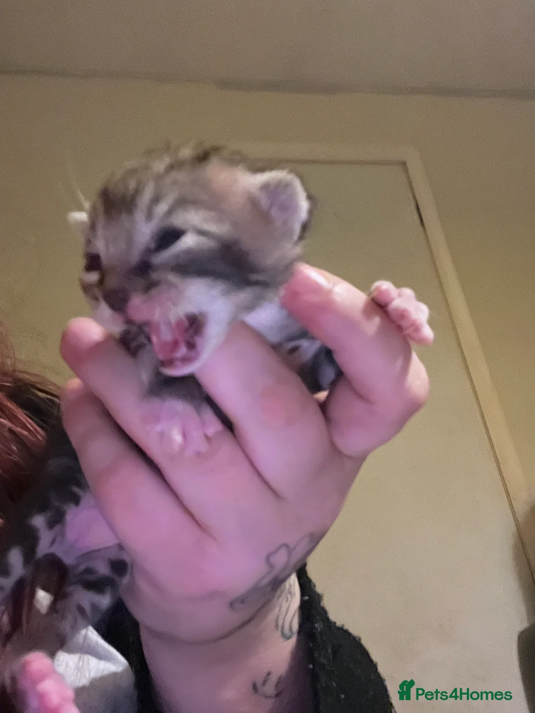 Mixed Breed cats for sale: Gorgeous bengal cross kittens  - Advert 8