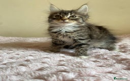 Maine Coon cats for sale: Maine Coon Cross Female Kitten  - Image 4