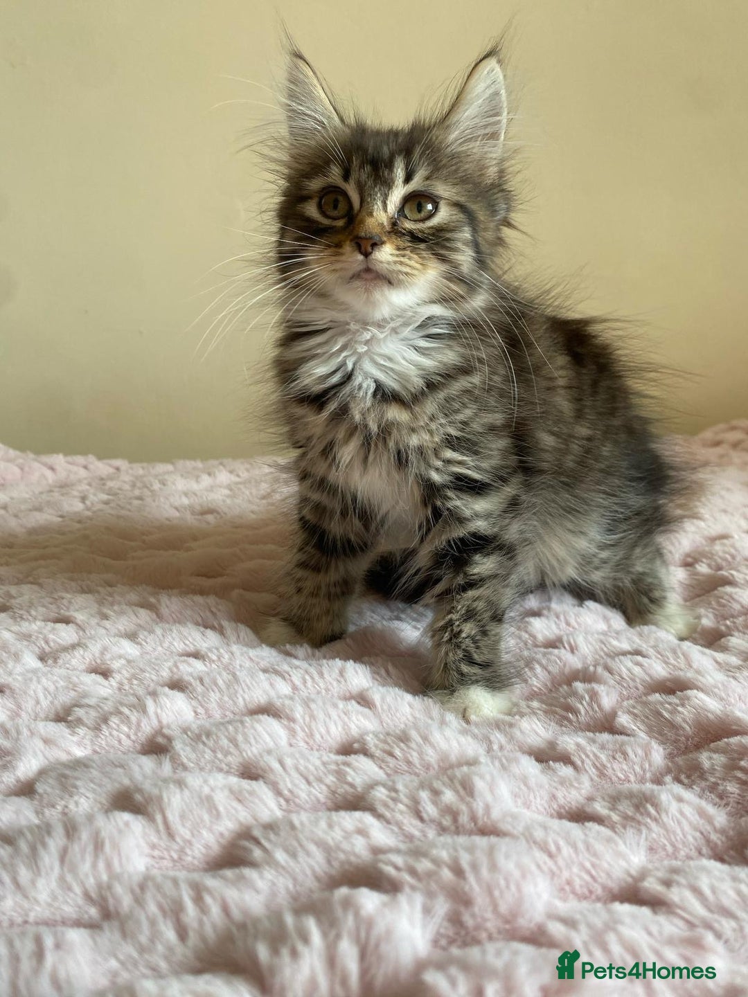 Maine Coon cats for sale: Maine Coon Cross Female Kitten  - Image 4