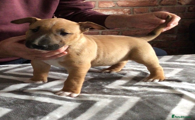 English Bull Terrier dogs - Advert 10
