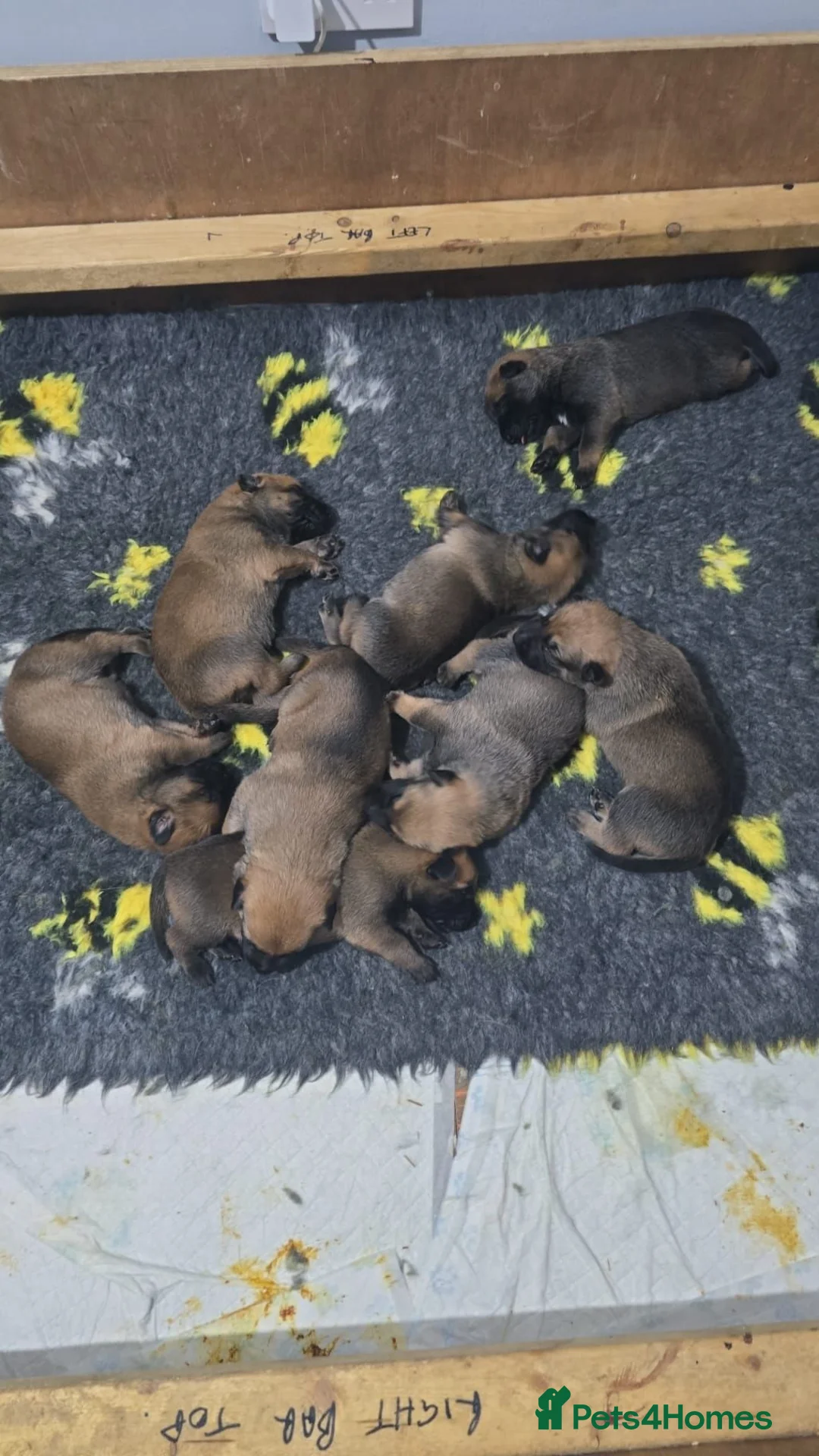 Belgian Shepherd Dog dogs for sale: Pups  - Advert 5