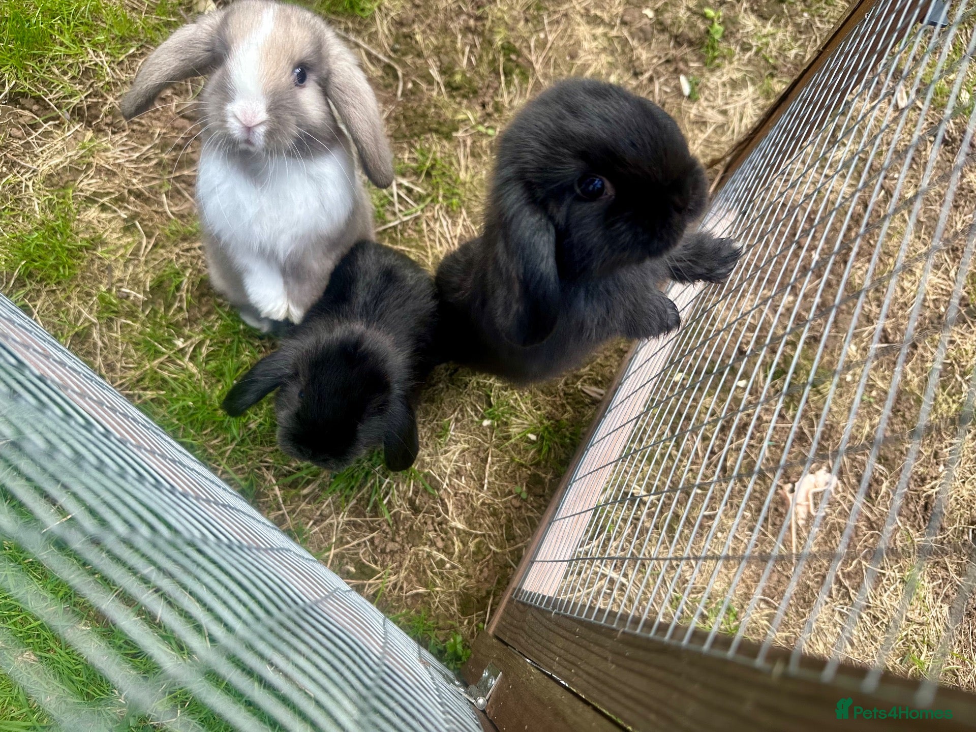 Mini Lop rabbits 5 week old Mini Lops - Advert 2