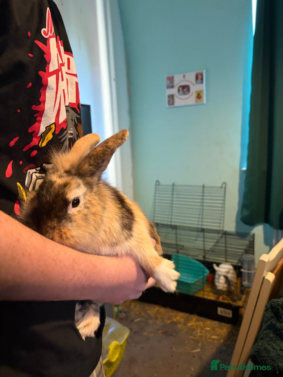 Mixed Breed rabbits for sale: Two Female Rabbits  - Advert 2