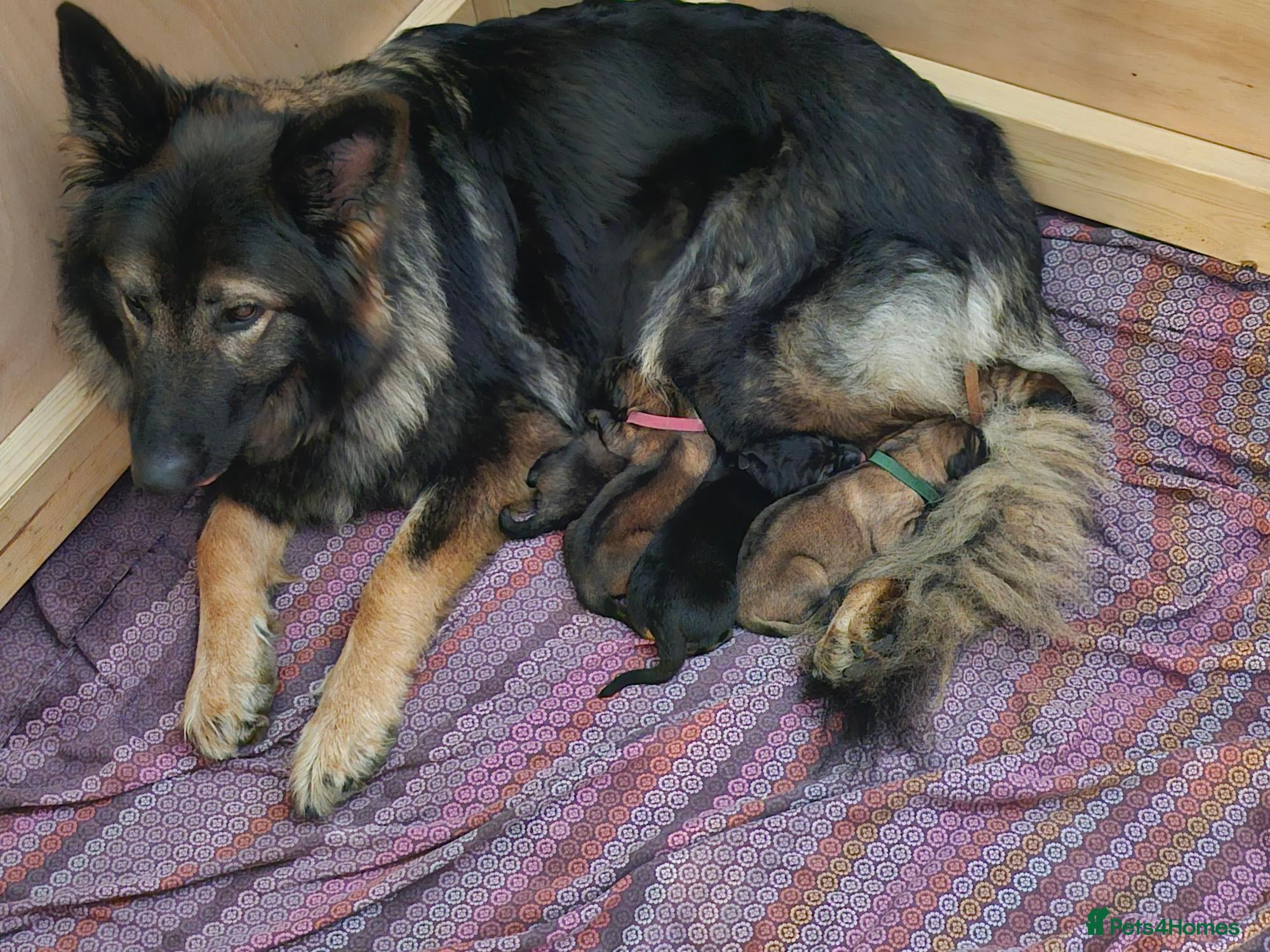 German Shepherd dogs Beautiful GSD puppies - Advert 2