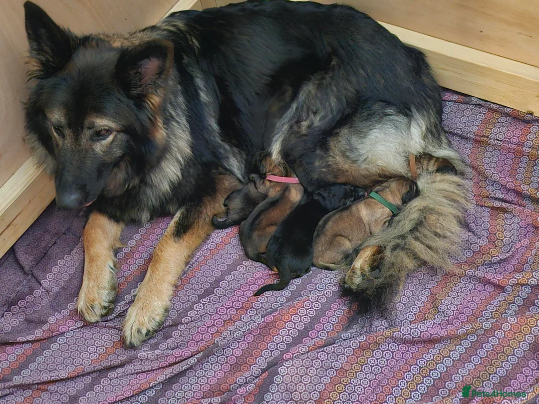 German Shepherd dogs for sale: Beautiful GSD puppies - Advert 2
