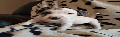 Staffordshire Bull Terrier Puppy 3