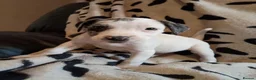 Staffordshire Bull Terrier dogs for sale: Beautiful Merle Staffy pups - Advert 10