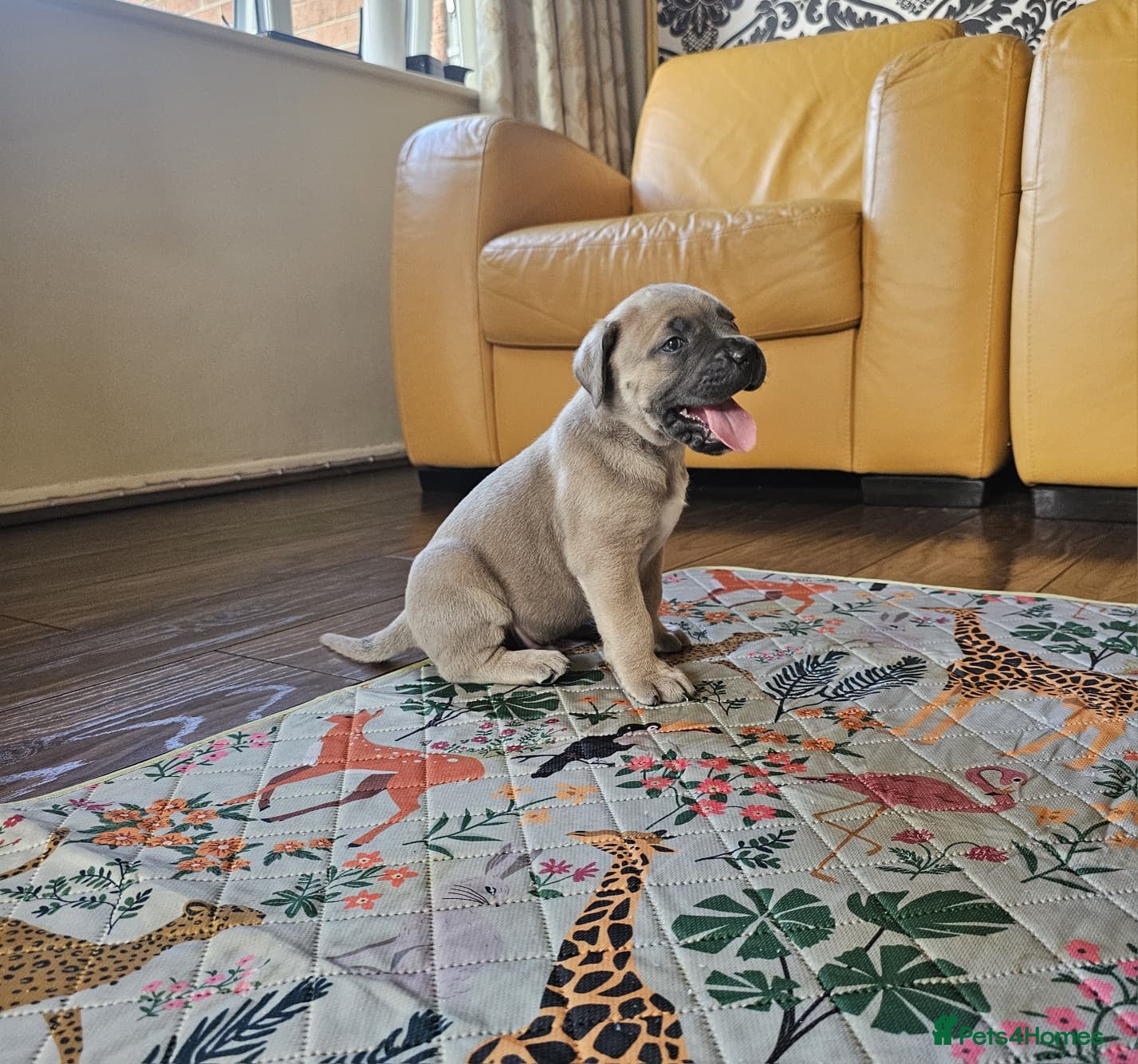 Mixed Breed dogs Cane Corso x Performance Mastiff  - Advert 2