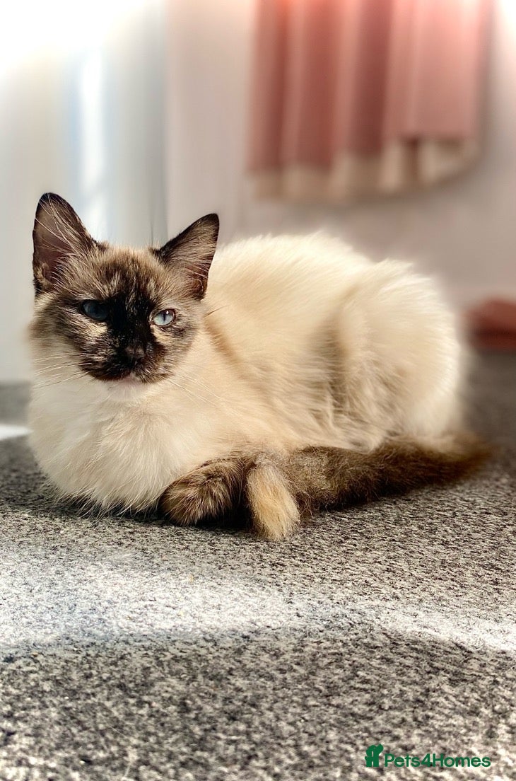 Ragdoll cats Ragdoll x British shorthair kittens  - Advert 11