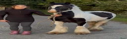 Irish Cob horses for sale: Two quality boys for sale, Baro and Bruno - Advert 4