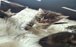 Bengal cats for sale: Bengal mix - Image 6
