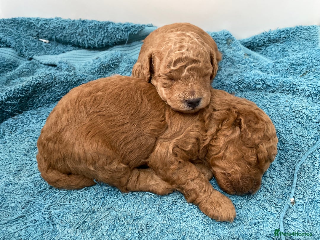 Toy Poodle dogs for sale: Stunning Red Toy Poodle Boy - Image 4
