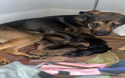 Mixed Breed dogs for sale: male mixed breed - Image 4
