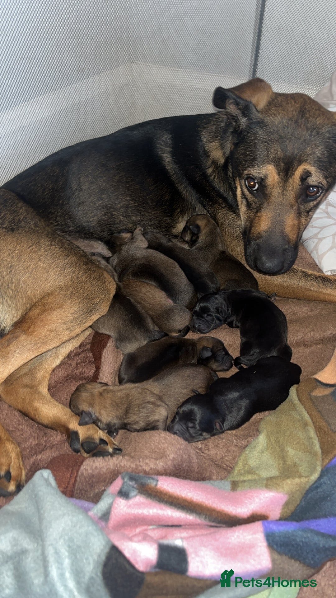 Mixed Breed dogs for sale: male mixed breed - Image 4