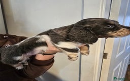 Dachshund dogs for sale: Short and long hair miniature dashund  - Image 4