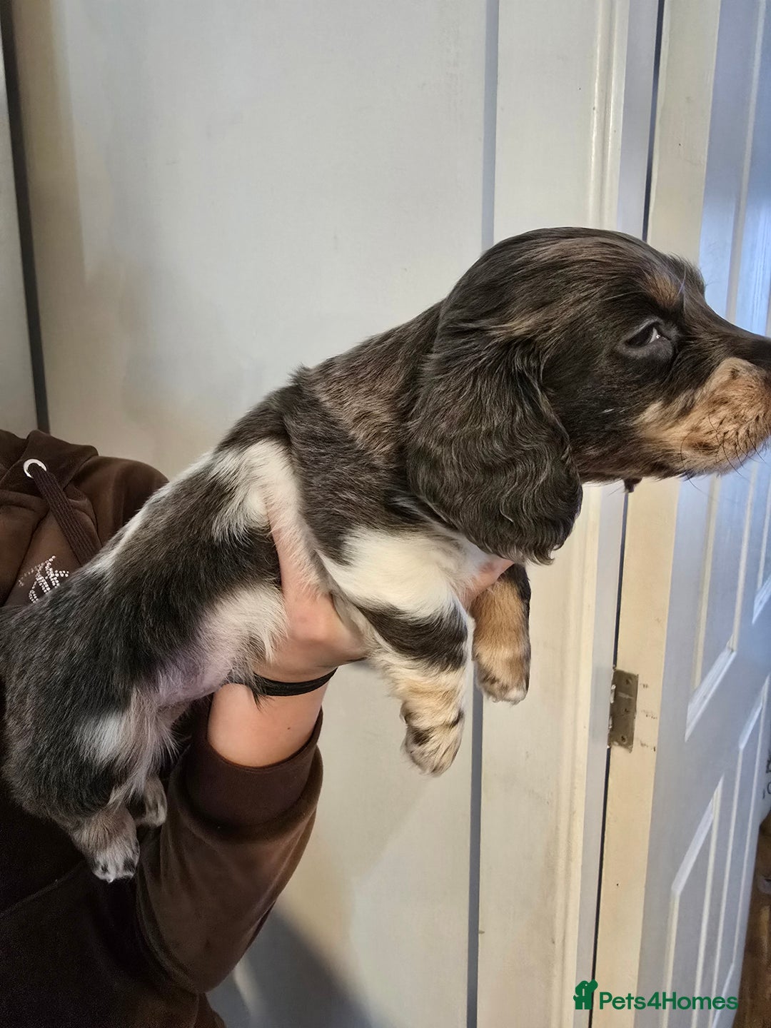 Dachshund dogs for sale: Short and long hair miniature dashund  - Image 4