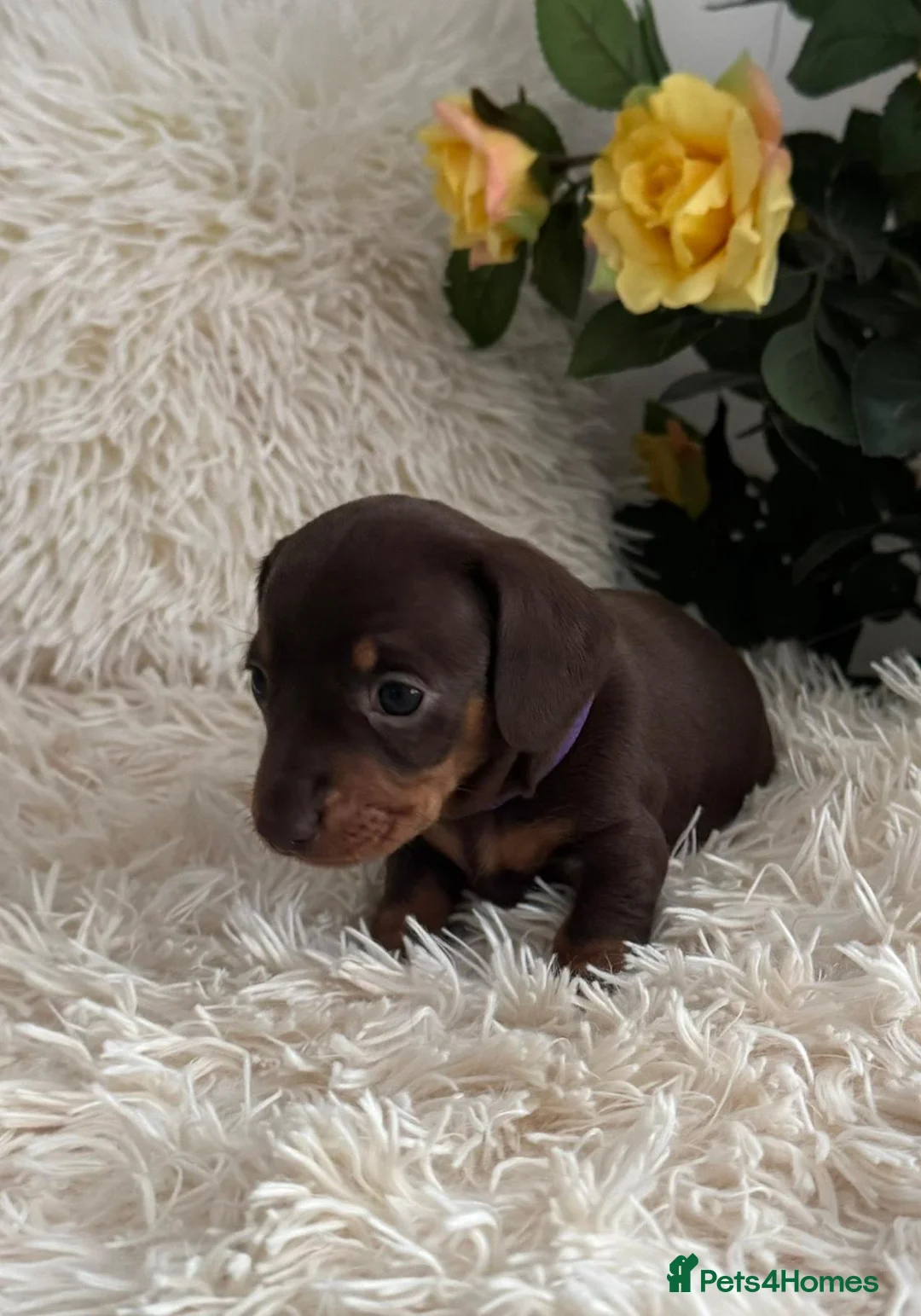 Dachshund dogs for sale: Dachshund puppies for sale  in Romford - Advert 8