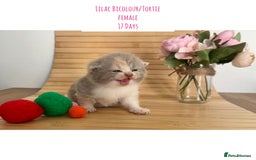 British Shorthair cats for sale: Gccf registered British shorthair kittens - Image 14