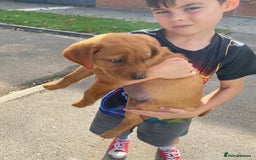 Labrador Retriever dogs for sale: Kc Labrador puppy ALLinjectionsfleawormchipinsured - Image 20