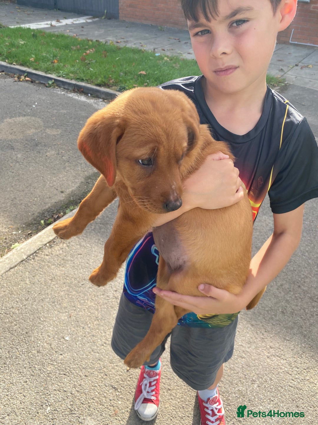 Labrador Retriever dogs for sale: Kc Labrador puppy ALLinjectionsfleawormchipinsured - Image 20
