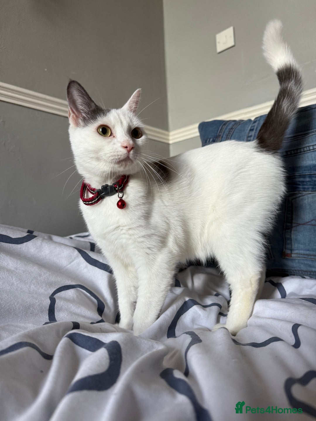 Domestic Shorthair cats for sale: 2x female domestic shorthair kittens - Image 11