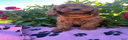 Cockapoo dogs for sale: Stunning cockapoo puppies  - Advert 2