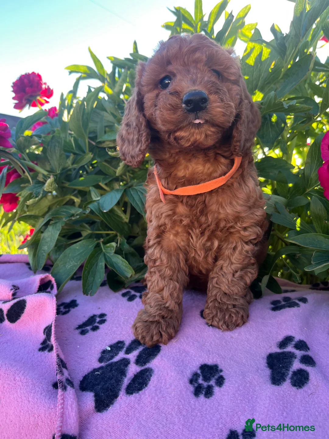 Cockapoo dogs for sale: Stunning cockapoo puppies  - Advert 2
