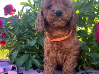 Cockapoo dogs Stunning cockapoo puppies - Advert 4