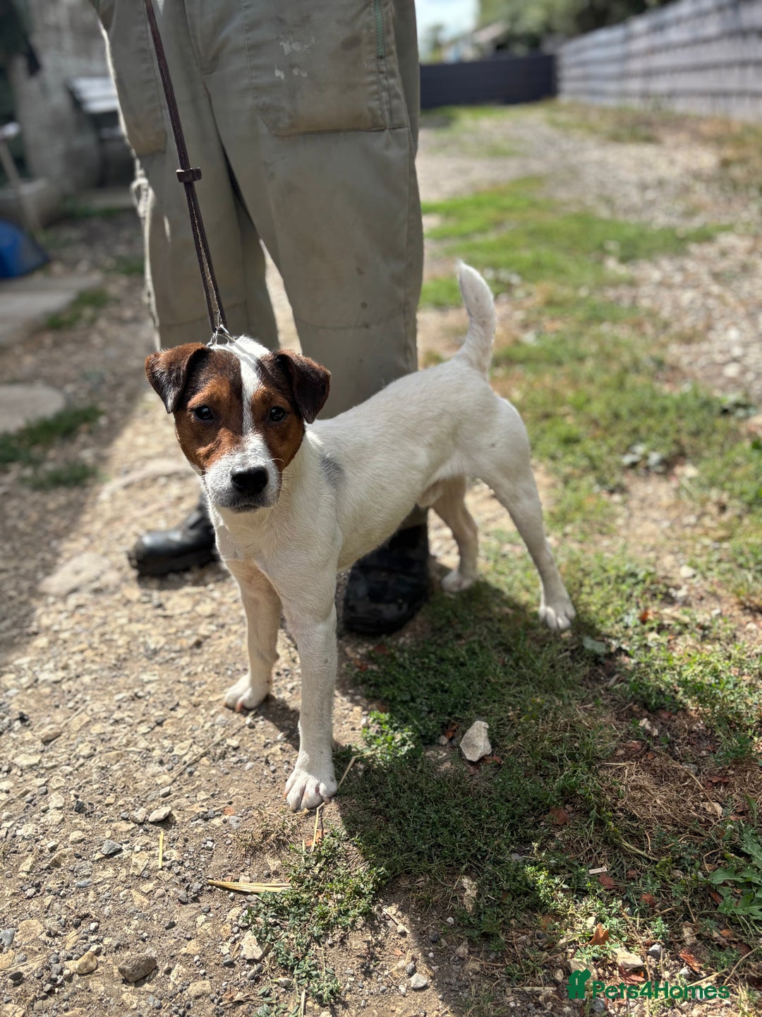 Parson Russell dogs for sale: Parsons Russell Puppies - Advert 9