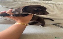 Mixed Breed dogs for sale: Cocker jacks. 2 boys 2 girls! - Image 11