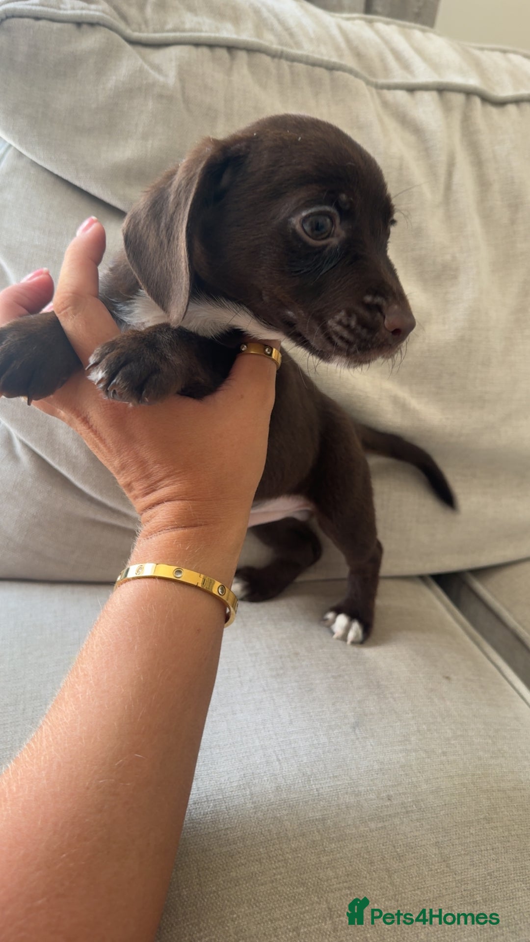 Mixed Breed dogs for sale: Cocker jacks. 2 boys 2 girls! - Image 11
