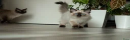 Ragdoll cats for sale: Beautiful Seal Point Male Ragdoll Kitten - GCCF - Advert 2
