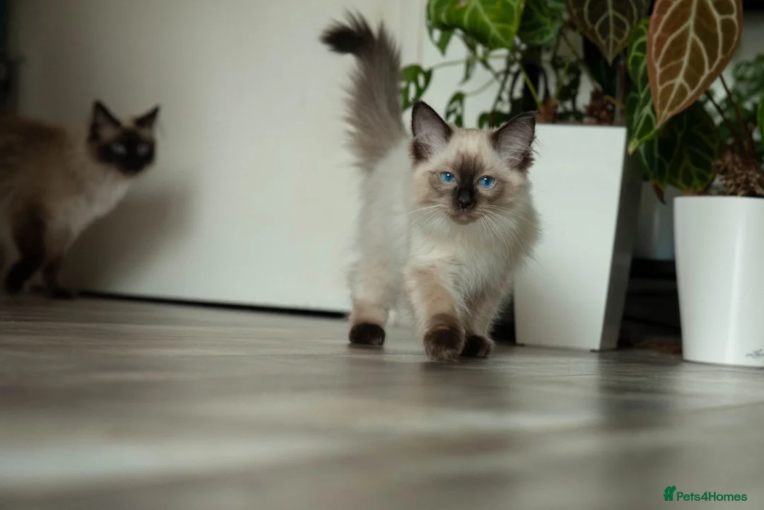 Ragdoll cats for sale: Beautiful Seal Point Male Ragdoll Kitten - GCCF - Advert 2