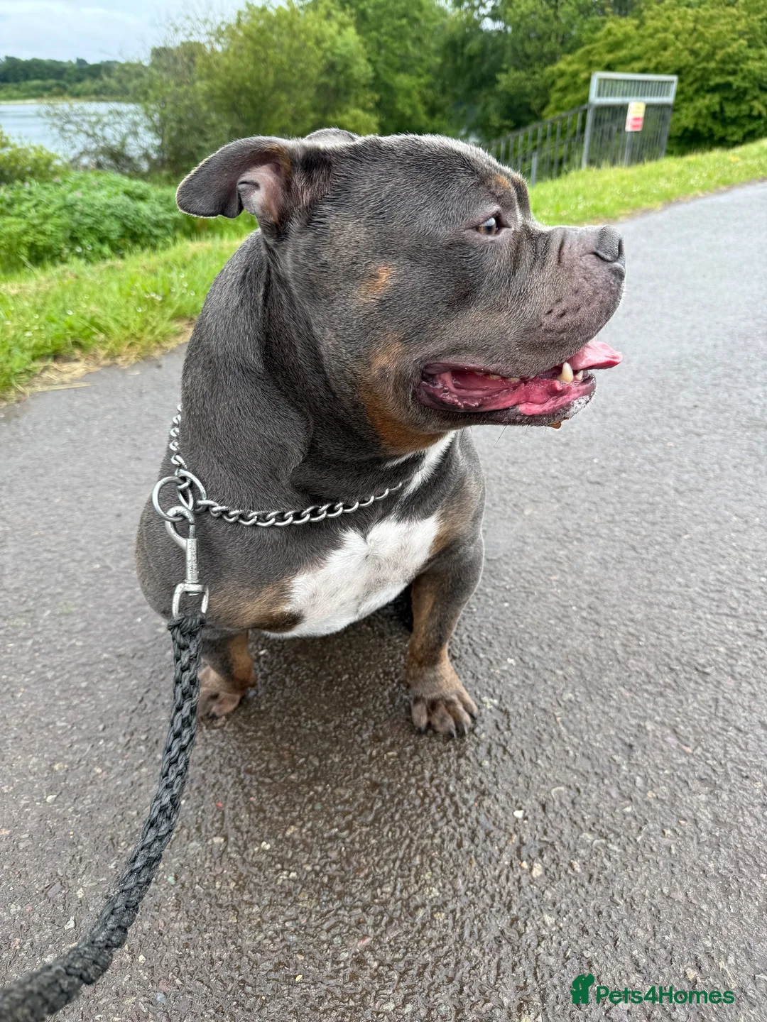American Bully dogs for stud: Rocky – Blue Tri Pocket Bully Stud  - Advert 2