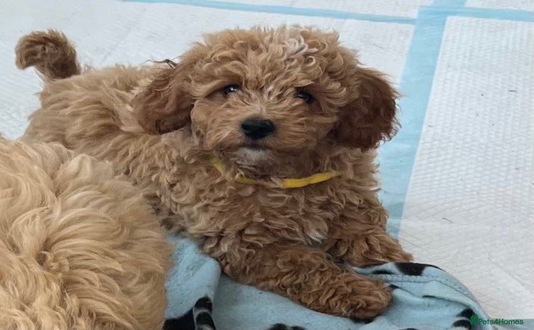 Cavapoochon dogs - Advert 1