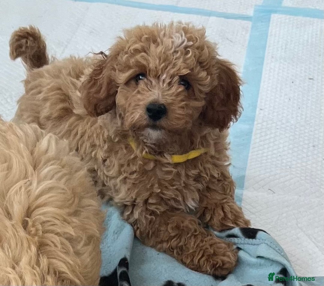 Cavapoochon dogs for sale: Stunning Cavapoochon puppies  - Image 2