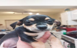 Mixed Breed dogs for sale: Ready to collect  - Advert 18