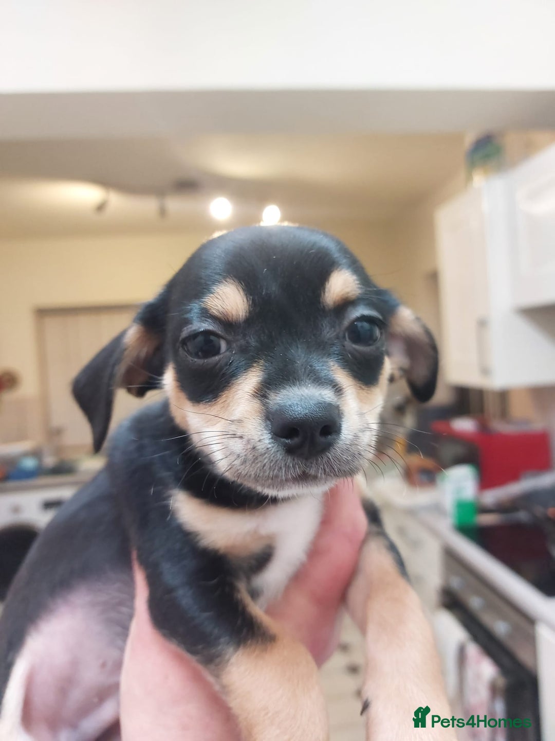 Mixed Breed dogs for sale: Ready to collect  - Advert 18