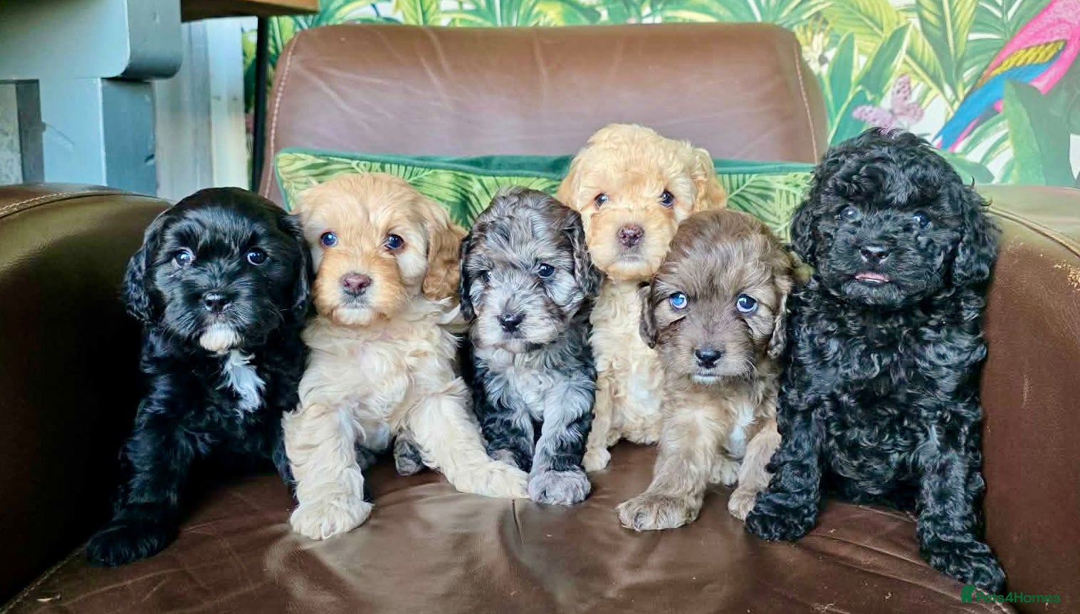 Cavapoo dogs Toy F2 Cavapoo’s ❤️🐾 - Advert 1