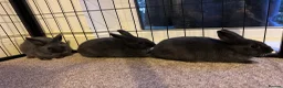 Netherland Dwarf rabbits for sale: 3 Netherland Dwarf babies.  in Droitwich - Advert 8