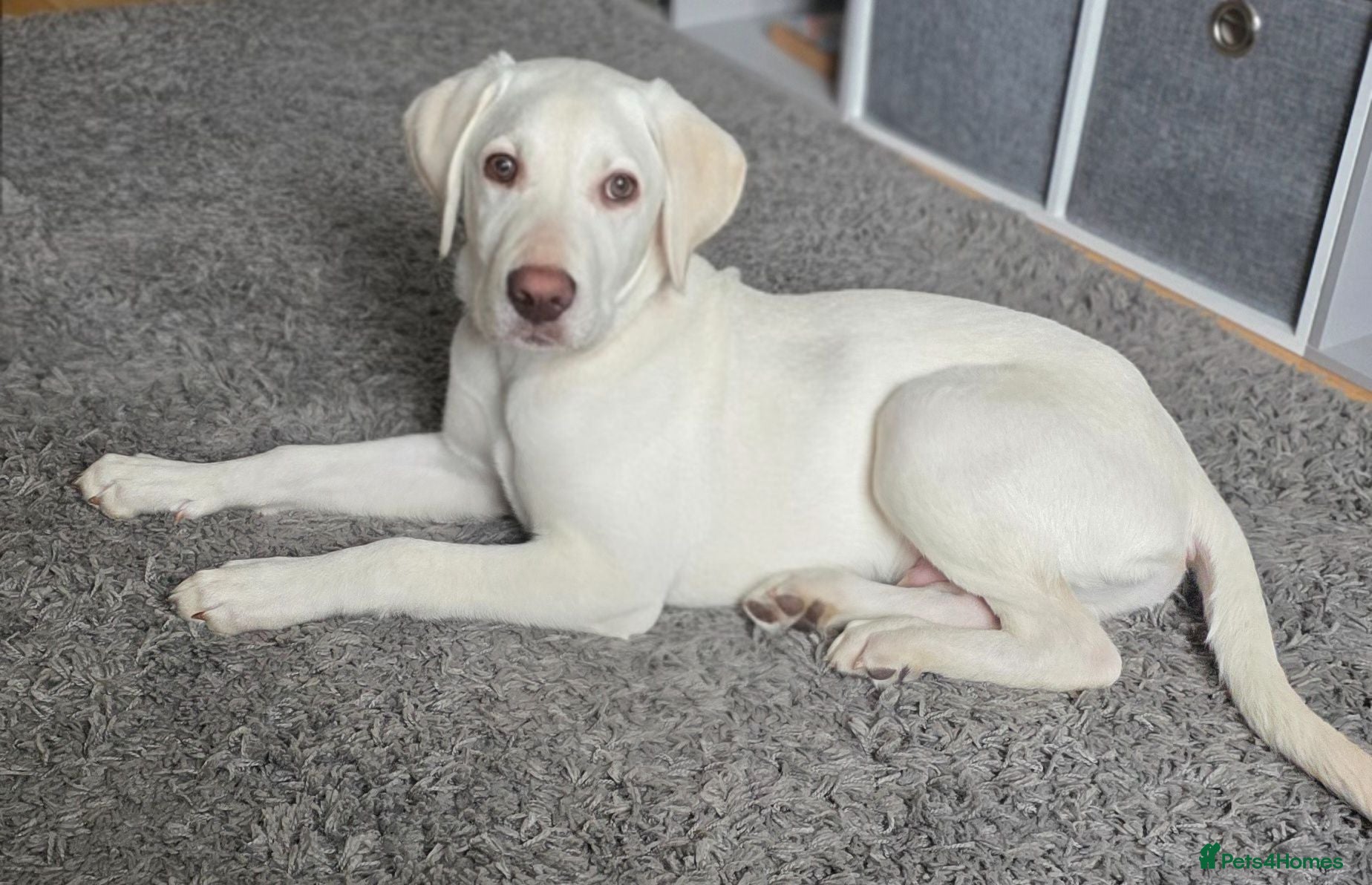 Mixed Breed dogs 8month old LabPointer  - Advert 1