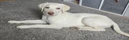 Mixed Breed dogs for sale: 8month old LabPointer  in Alloa - Advert 1