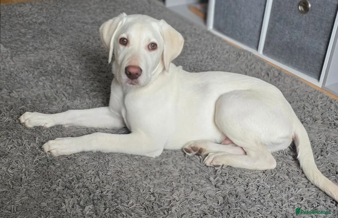 Mixed Breed dogs for sale: 8month old LabPointer  in Alloa - Advert 1