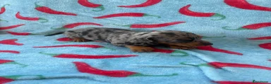 Dachshund 1