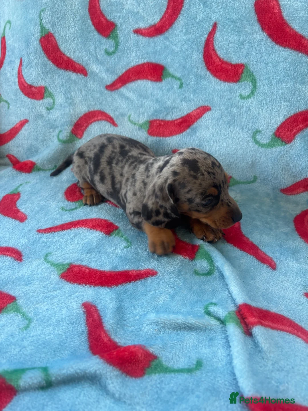Dachshund dogs for sale: dash hound pups - Advert 2
