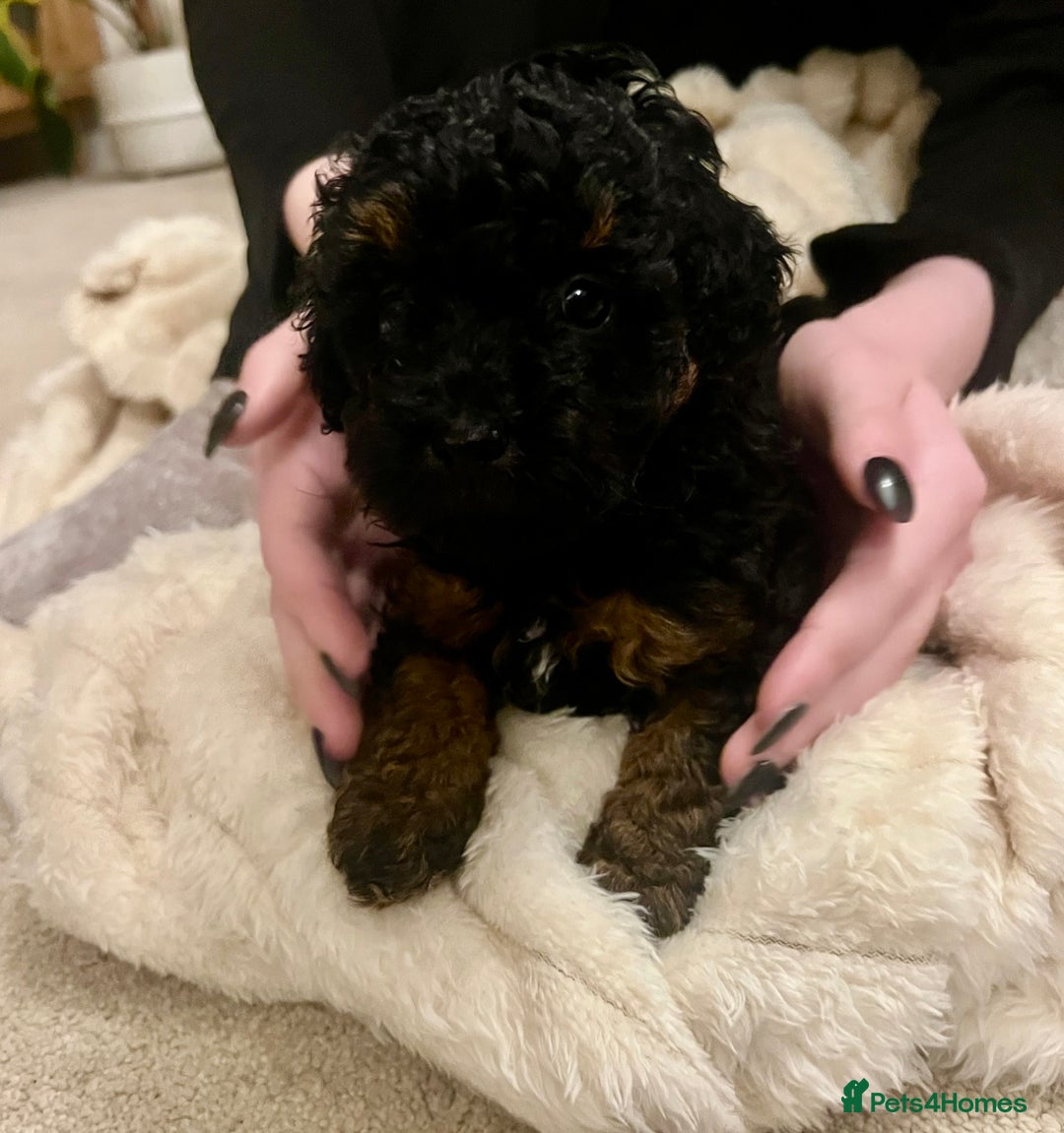 Toy Poodle dogs for sale: One Kc phantom toy poodle left- ready now!  - Advert 10