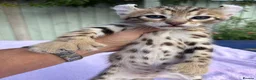 Keetso cats for sale: Stunning wild looking polydactyl curl ear keetsos  - Advert 15